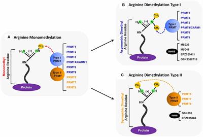 Hypothesis and Theory: Roles of Arginine Methylation in C9orf72-Mediated ALS and FTD